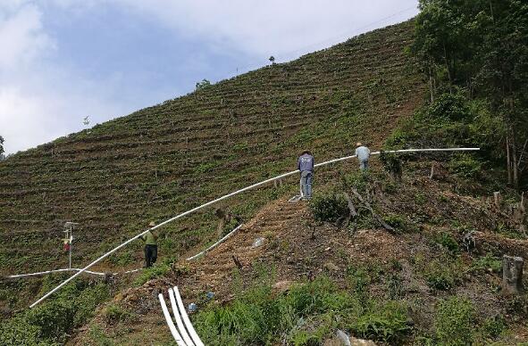 巧用滴灌，農(nóng)專(zhuān)家手把手教你種出好柚子！